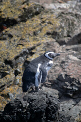 penguin on the beach