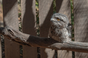 The Tawny Frogmouth (Podargus strigoides).