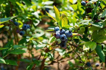Fruits of blueberries has become in a field, JAPAN.
