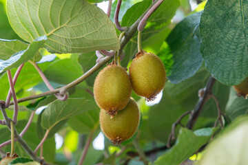 Kiwi fruits are ripe in Japan.