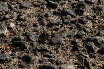 tiger beetle is on the country road in Fukuoka prefecture, Japan.