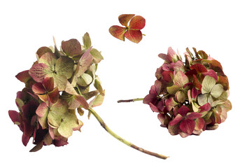 Collage with dry hortensia (hydrangea) on white background