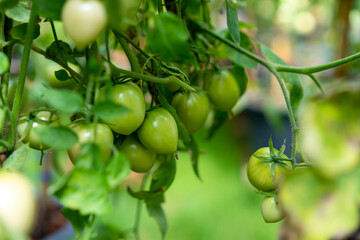 Green tomatoes in a greenhouse plantation.