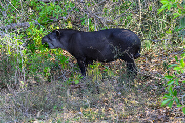 South american tapir foraging on green leaves