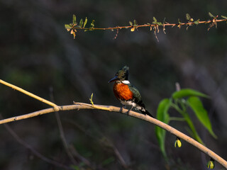 Green Kingfisher on tree branch in Pantanal, Brazil
