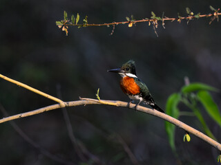 Green Kingfisher on tree branch in Pantanal, Brazil