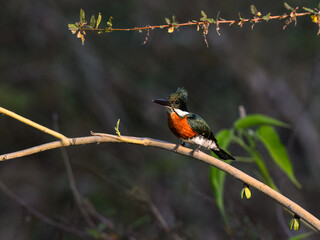 Green Kingfisher on tree branch in Pantanal, Brazil