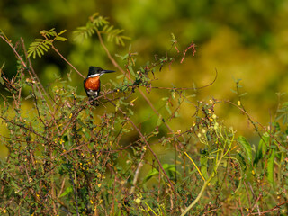 Green Kingfisher on tree branch in Pantanal, Brazil