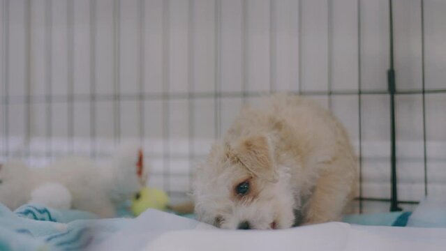 Tiny Puppy Who is Potty Training Playing with Puppy Pad in Kennel