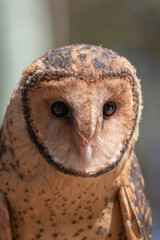 A Tasmanian Masked Owl (Tyto novaehollandiae castanops). 