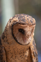 A Tasmanian Masked Owl (Tyto novaehollandiae castanops). 