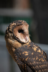 Naklejka premium A Tasmanian Masked Owl (Tyto novaehollandiae castanops). 