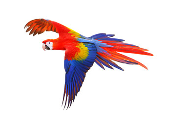 Fototapeta premium Colorful flying parrot isolated on transparent background.