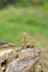 Chinese mantis is on a tree branch and posing for the camera