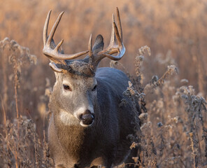 Big trophy male white tailed deer or buck.  The stag has a beautiful upright set of antlers or a rack.  Photographed in long grass and brush.  Deer are well camouflaged in their natural environment.