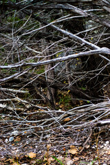 winter tree branches with fallen leaves on the ground