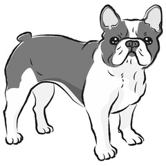 シンプルでかわいいフレンチブルドッグ　手描き線画ベクターイラスト
