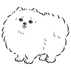 シンプルでかわいいポメラニアン　手描き線画ベクターイラスト