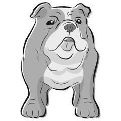 シンプルでかわいいブルドッグ　手描き線画ベクターイラスト