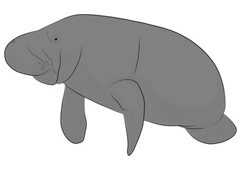 Manatee