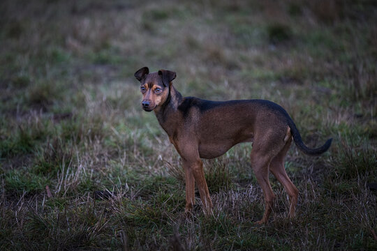 2022-12-13 A SIDE PHOTO OF A SMALL BROWN DOG WITH NICE EYES IN A GRASS FIELD WITH A BLURRY BACKGROUND