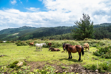Fototapeta na wymiar Wild horses along the road to San Andres de Teixido, A Coruna Province, Galicia, Spain