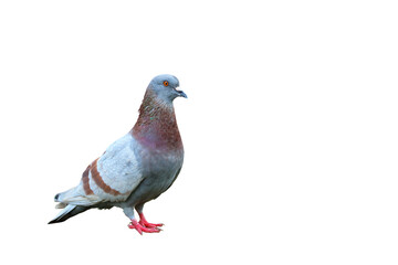 Pigeon standing isolated on transparent background.