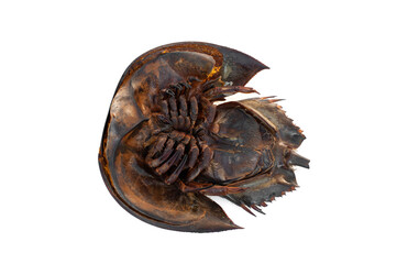 Horseshoe Crab isolated on white background.