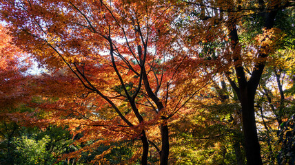 紅葉の季節