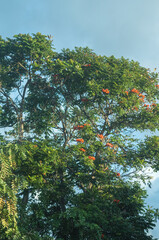 Fototapeta na wymiar Green Mariposa Tree with Red Orange Tree Flowers.