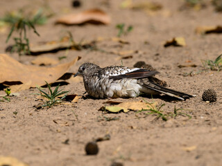 Scaled Dove resting  on the ground