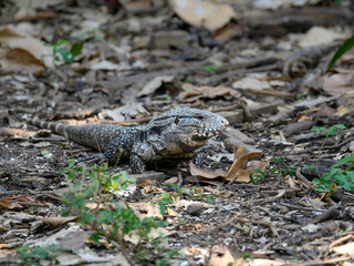 Close up of a Black and White Tegu Pantanal, Brazil