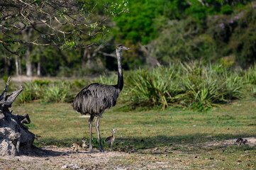 Naklejka premium Greater Rhea with chicks foraging in savannah of Pantanal, Brazil