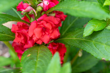 ホウセンカの赤い花