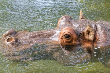  headshot of a hippopotamus swimming selective focus on the eye
