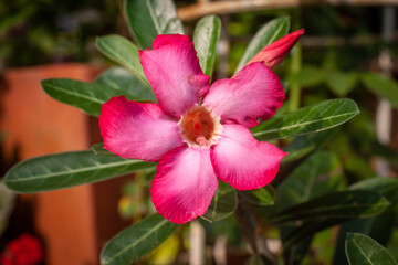 flower in garden natural outdoor