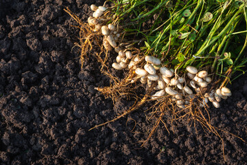 Fresh peanuts plants with roots - obrazy, fototapety, plakaty