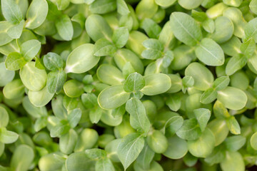 Different types of plants for the study of plant structure in the laboratory.