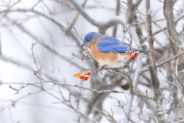 Eastern Bluebird feeding on berries in winter