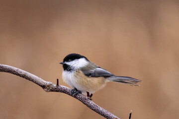 Black capped chickadee, Parus atricapillus, common bird of backyard feeders 
