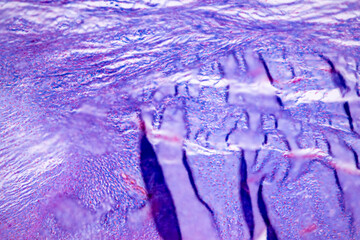 Developing of nail, human embryo under the microscope in Lab.
