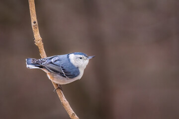 White-breasted nuthatch, Sitta carolinensis, common bird of backyard feeders 