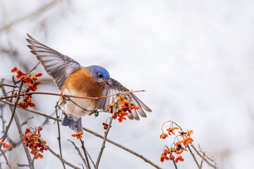Eastern Bluebird feeding on berries in winter