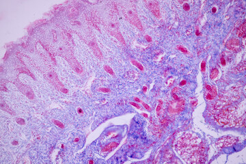 Developing of nail, human embryo under the microscope in Lab.