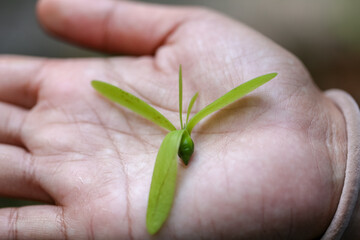 Different types of plants for the study of plant structure in the laboratory.