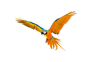 Colorful flying parrot isolated on transparent background.