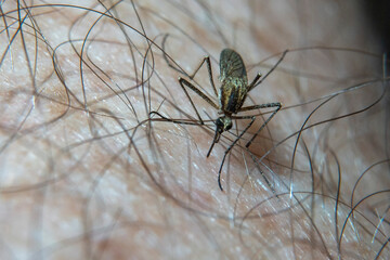 Closeup of a mosquito biting an adult's skin.