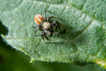 Closeup of a Salticidae spider on a zucchini leaf.