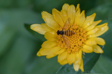 Close-up of a dipteran on a common marigold flower.