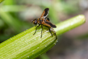 A dipteran perched on a pumpkin plant.